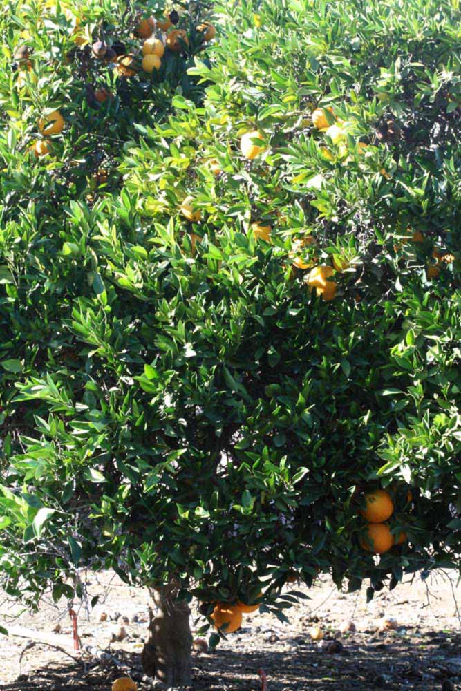            Habit (Riverside, CA)   